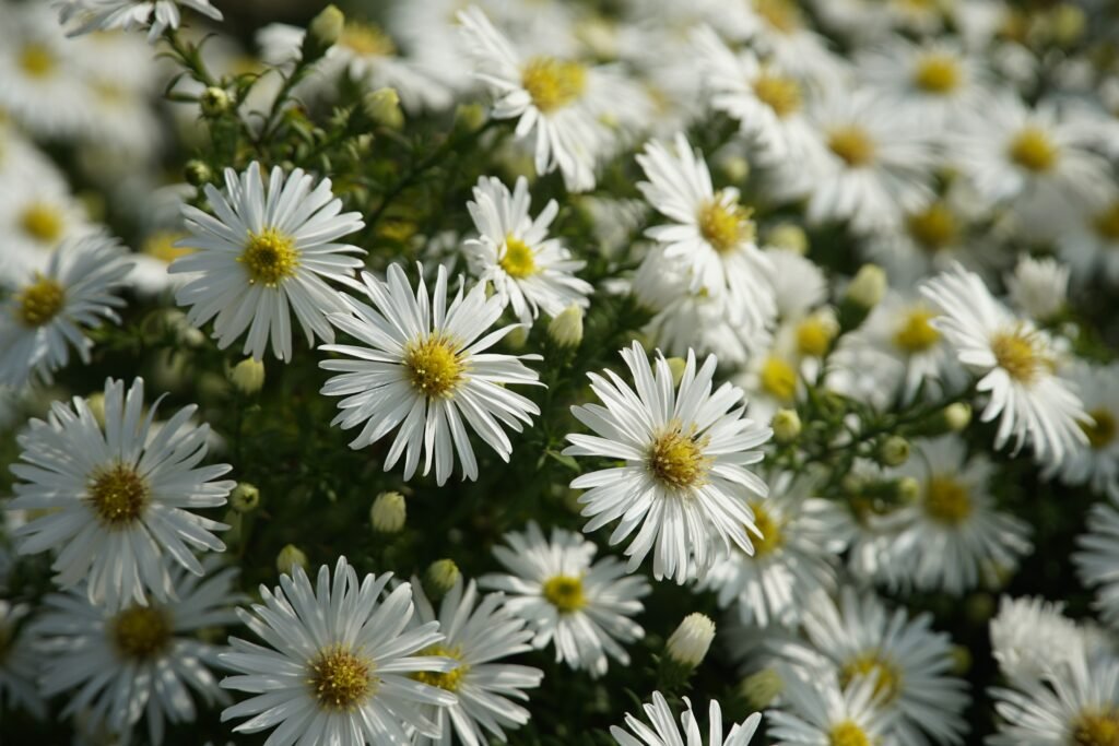 jhenning aster 8306687